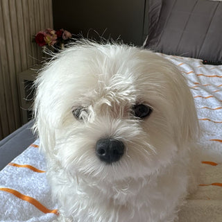Lucy