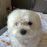 Lucy