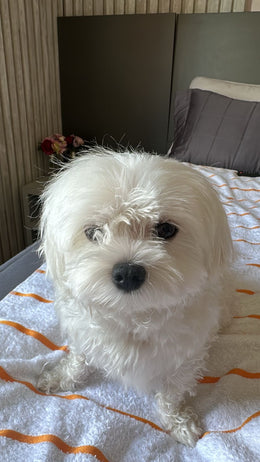 Lucy